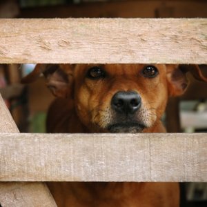 Tierschutzgedanke oder gedankenloser Tierschutz