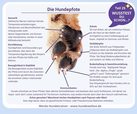 Die Hundepfote