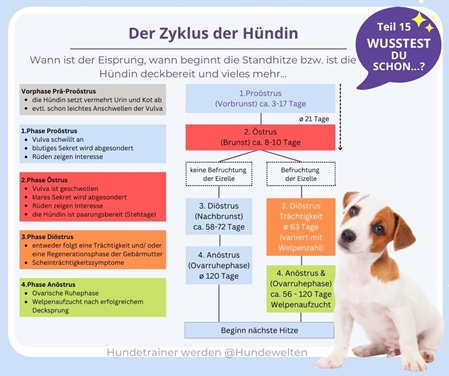 Zyklus der Hündin