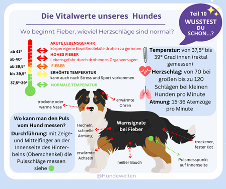 Wusstest Du schon? Vitalwerte des Hundes