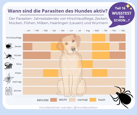 Wusstest Du Schon? Parasiten des Hundes