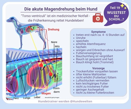 Wusstest Du schon? Magendrehung