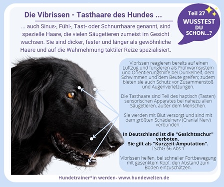 Wusstest Du schon? - Die Vibrissen, Tasthaare Hund