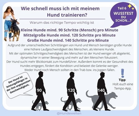 Wusstest Du Schon? Wie schnell muss ich mit meinem Hund trainieren?