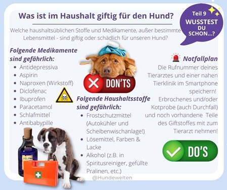 Wusstest Du schon? Was ist im Haushalt giftig für den Hund?